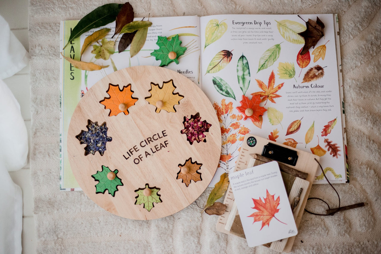 Qtoys Leaf Cycle of Life Puzzle